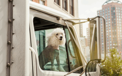 New CDC Dog Importation Requirements Come into Effect on Aug 1