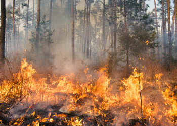 Albertan wildfire in a forest